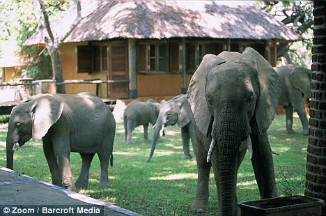 elephants